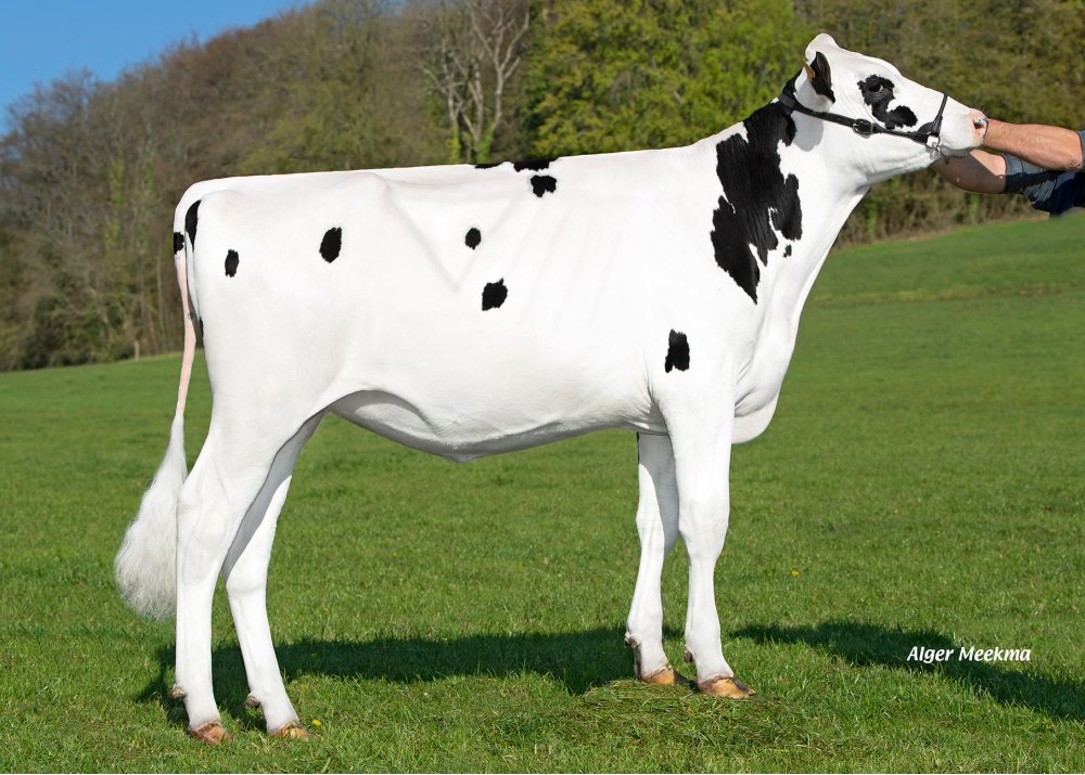 Ration GD, hija de OPTIMUM - Prop: GAEC Delahaut. Neuville les This (Fr.)