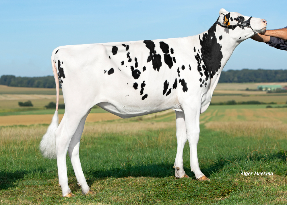 DV Ruby PGC, hija de ODANN ETL - Owner: EARL Derval. Sommevoire (Fr.)