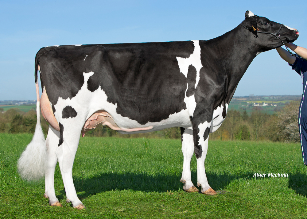 Moya ETL, dam of ODANN ETL - Owner: EARL Riou. Loc Eguiner (Fr.)