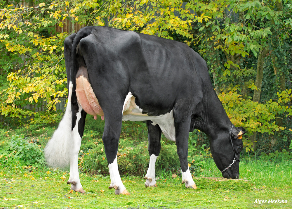 Nouxoria, dam of PATLINE - Owner: SCEA de la Voie Lactée. Chambois (Fr.). Nouxoria, dam of PATLINE - Owner: SCEA de la Voie Lactée. Chambois (Fr.).