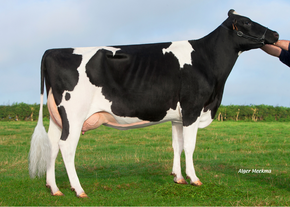 Hantise, fille de FACECY EBA - Prop : GAEC Ferme du Fief. Bethencourt sur Mer (Fr.)