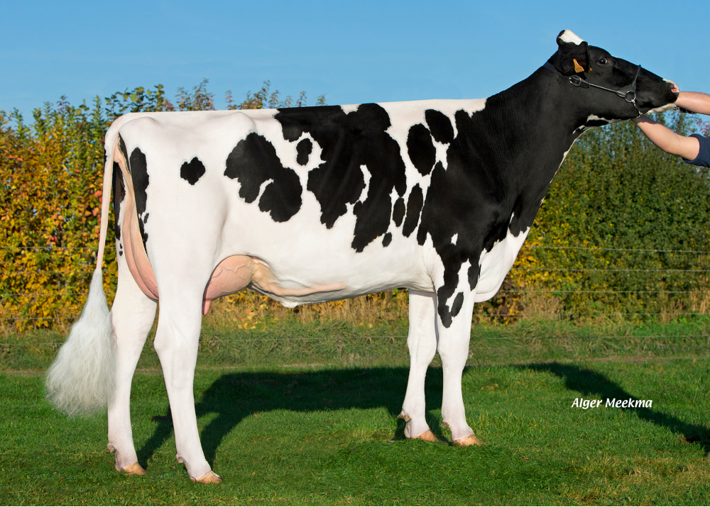 Incroyable, hija de GREG Greg CAPJ - Prop: GAEC de Villers Pol. Villers Pol (Fr.)