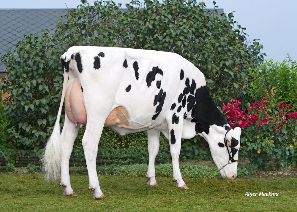 Jowanne, hija de GREG CAPJ - Prop: EARL Lepoint. Bavay (Fr.)