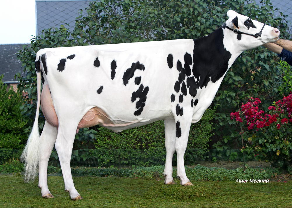 Jowanne, hija de GREG CAPJ - Prop: EARL Lepoint. Bavay (Fr.)