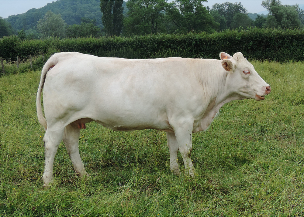 Finette, dam of IPSOS