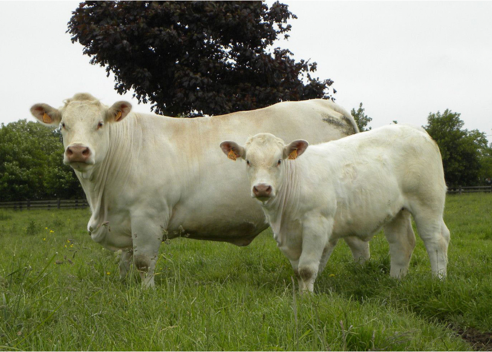 Daughter of OHIO with her calf from SUEDOIS