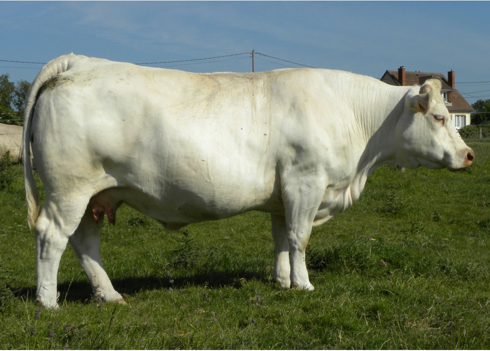 Aluette, daughter of TANZANIEN - Owner: GAEC Maguet (Fr.)