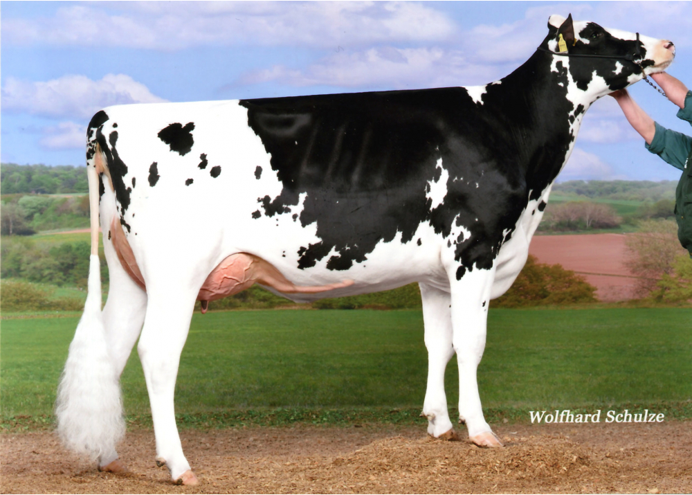 Pistazie, dam of PROFESSOR