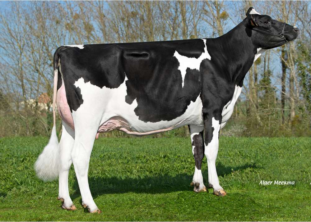 Obstinée, dam of REWOOD MAN - Owner: GAEC le Manoir. Saint Maurice des Noues (Fr.)