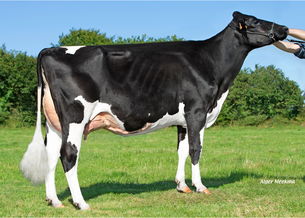 Nana P ETL, dam of PIWI ETL - Owner: EARL Riou. Loc Eguiner (Fr.)