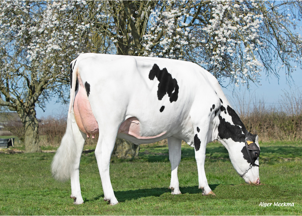 Pavane, daughter of DG MOTROD - Owner: EARL Falys. Bavay (Fr.)