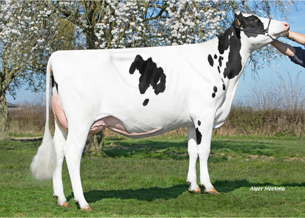 Pavane, daughter of DG MOTROD - Owner: EARL Falys. Bavay (Fr.)