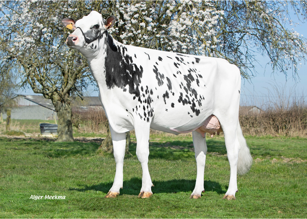 Rabane, daughter of DG MOTROD - Owner: EARL Falys. Bavay (Fr.)
