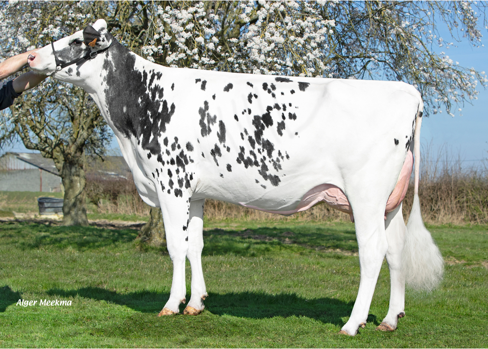 Rabane, daughter of DG MOTROD - Owner: EARL Falys. Bavay (Fr.)