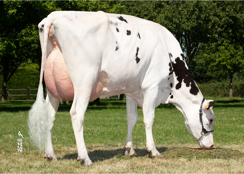 Omega F, dam of PICTUS F P - Owner: Gaec De La Foulonniere - Verneusses (Fr.).