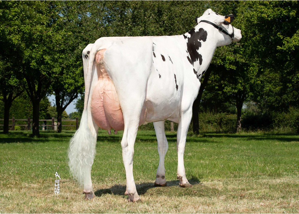 Omega F, dam of PICTUS F P - Owner: Gaec De La Foulonniere - Verneusses (Fr.).