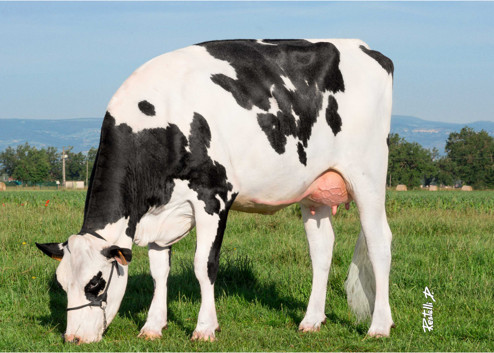 Effigie, dam of FAVI OARIO