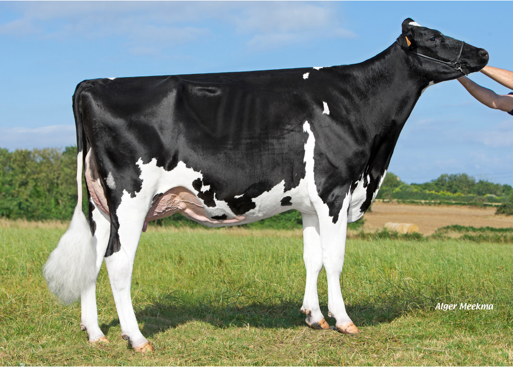 Nebraska - madre de PORKY P - Prop: EARL de Kergond'hui. Goulien (Fr.)