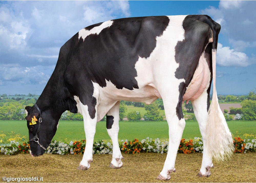 OBY P2M, dam of ROBY P2M P