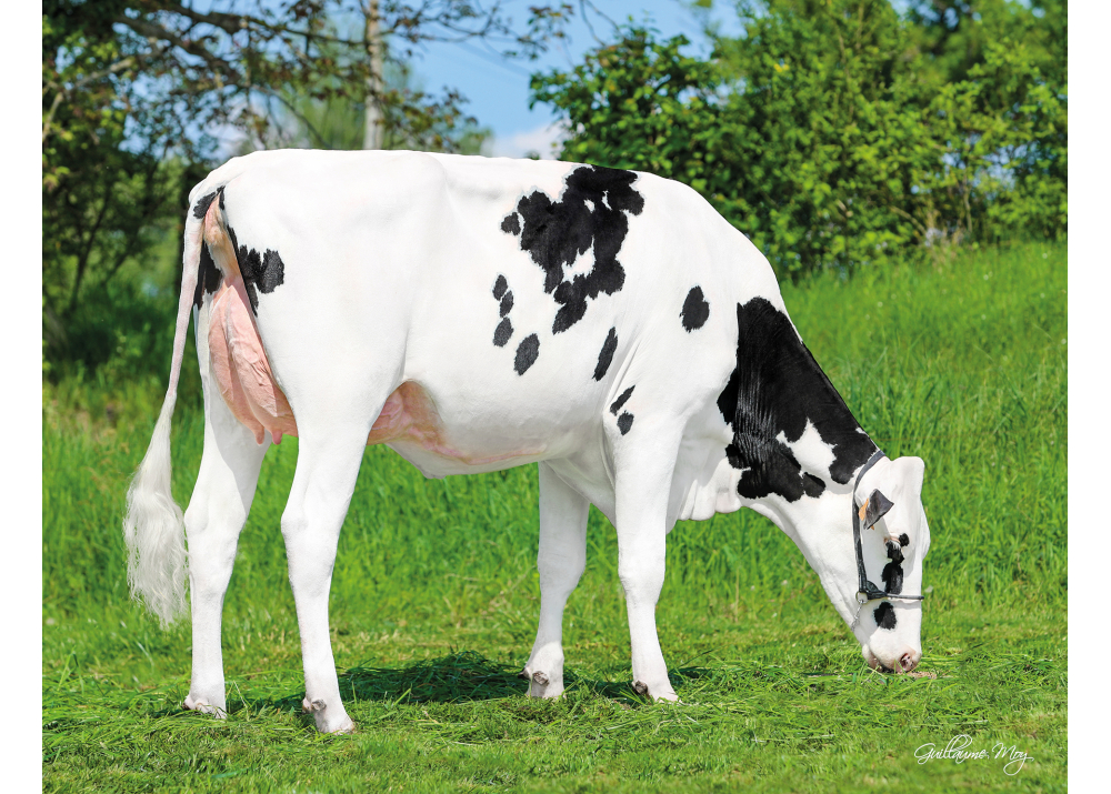 Reyna, hija de OPTIMUM