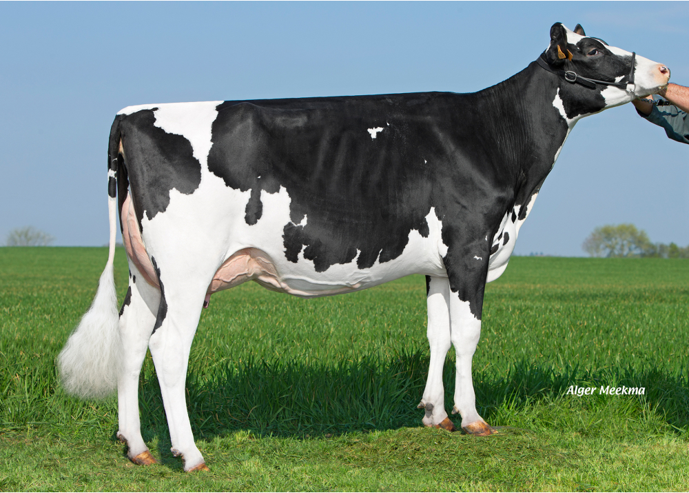 Magie LP, dam of ONIX LP RF - Owner: GAEC la Praille. Bouille Courdault (Fr.)