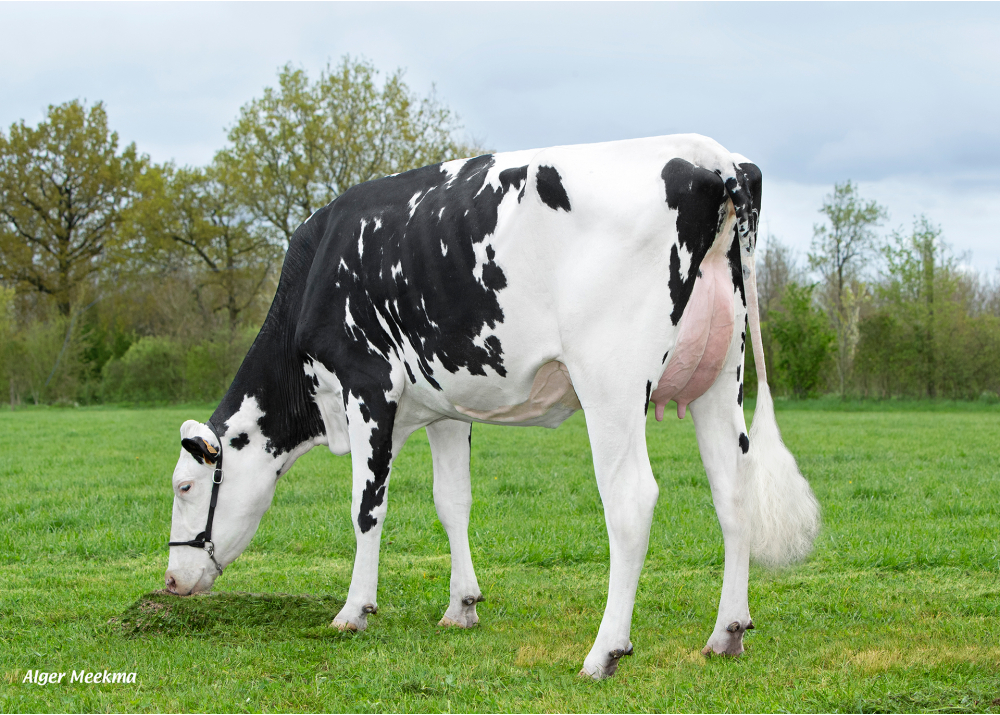 Racoleuse, hija de MISSISSIPI - Prop: GAEC le Grand Breuil. Les Pineaux (Fr.)