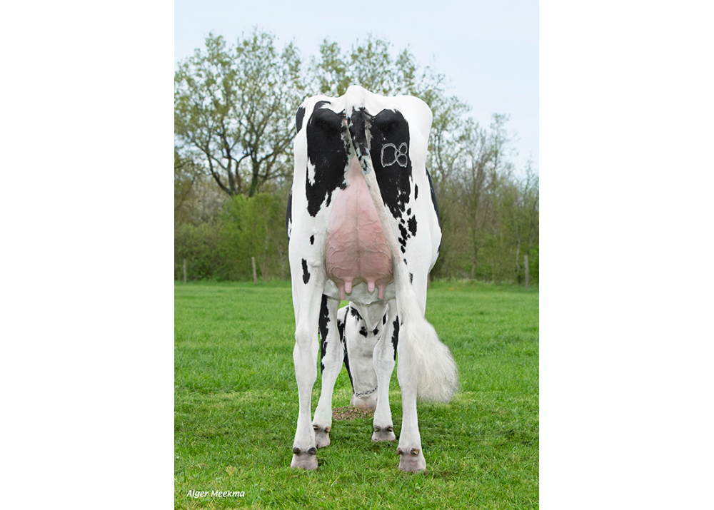 Racoleuse, hija de MISSISSIPI - Prop: GAEC le Grand Breuil. Les Pineaux (Fr.)