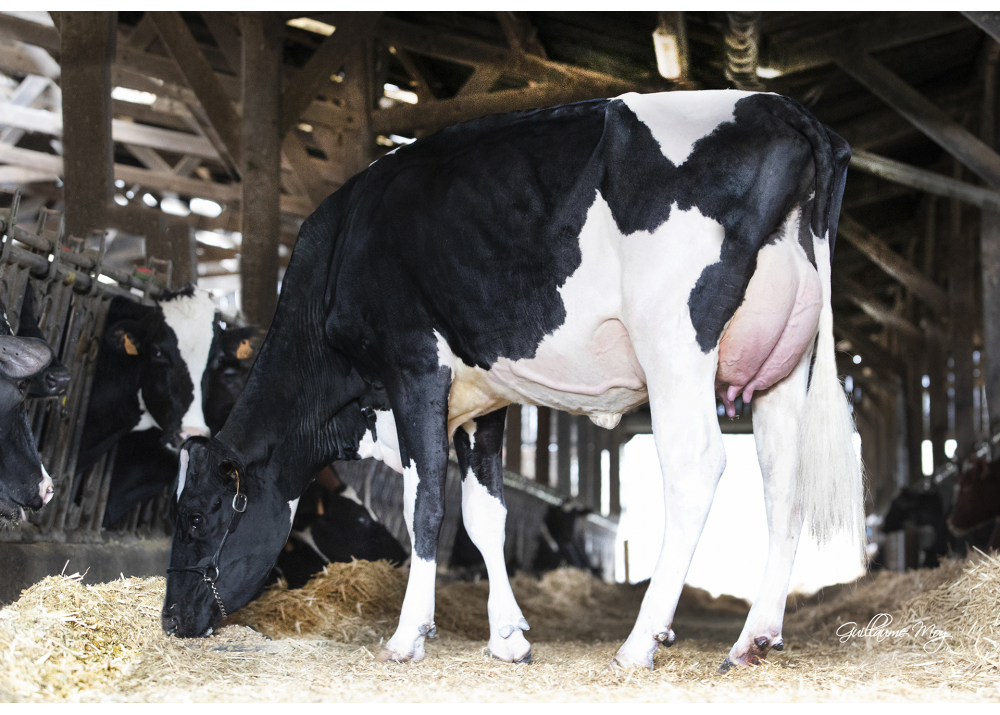 Nancy, dam of POPPY P - Owner: EARL Elevage Gallais Jean-Yves (Fr.)