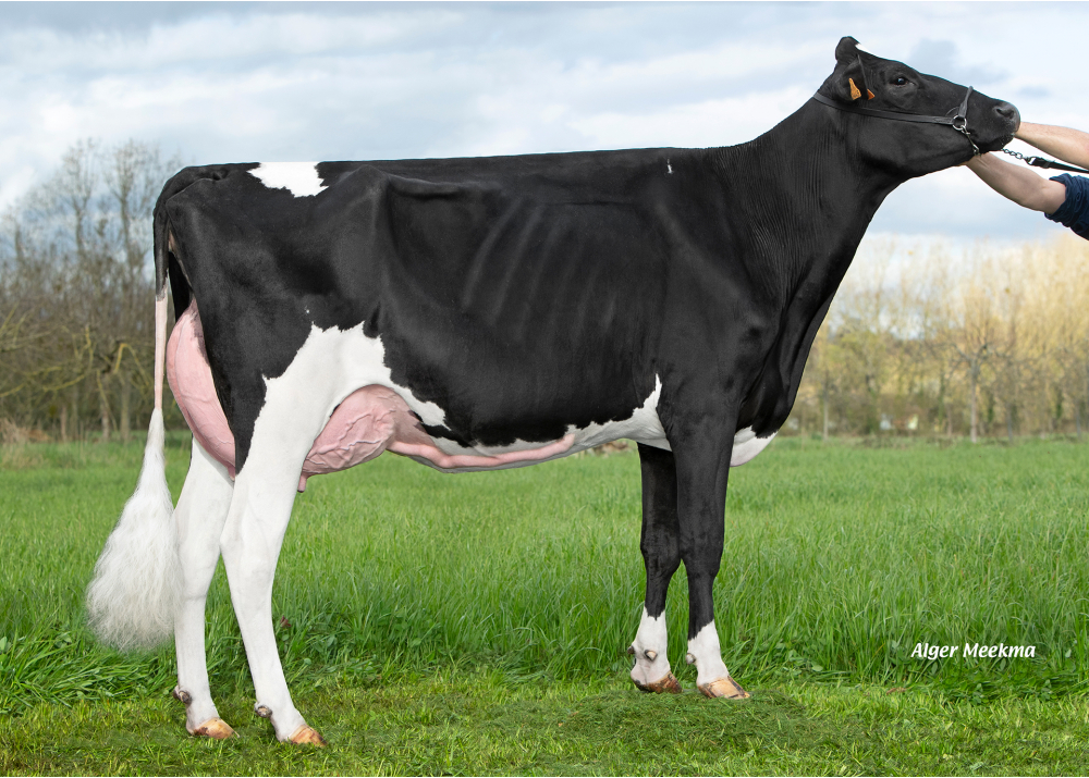 Nancy, dam of POPPY P - Owner: EARL Elevage Gallais Jean-Yves (Fr.)