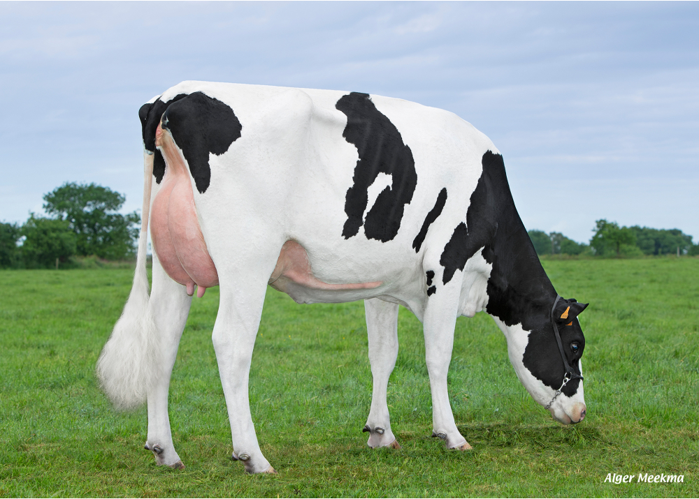 Puce P ETL, daughter of NADIR P - Owner: EARL Riou. Loc Eguiner (Fr.)