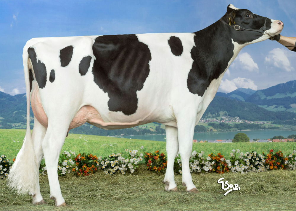 DG Polly Jay P, dam of NADIR P