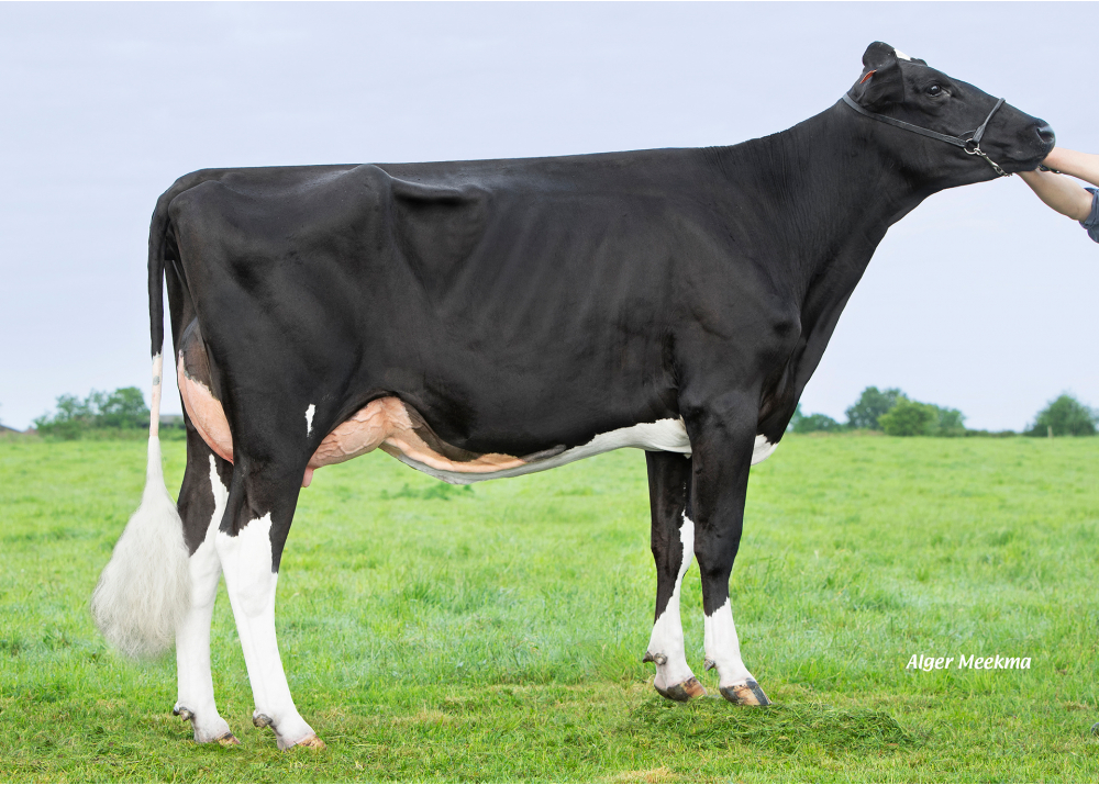 Pify ETL, daughter of NOTIFY - Owner: EARL Riou. Loc Eguiner (Fr.)