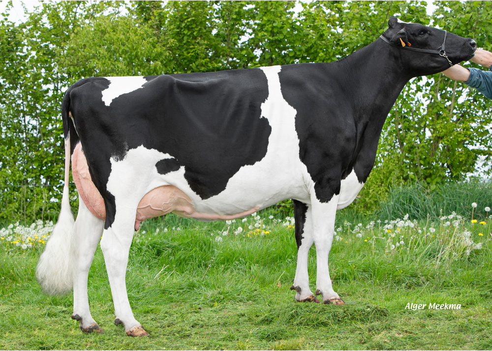 Normandie, madre de PADIR P - Prop: GAEC du Valandin. Mondicourt (Fr.)