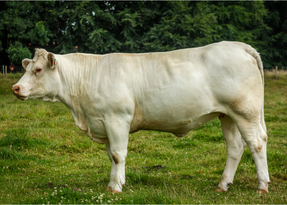 Rinette, hija de GUETTA - Prop: EARL de la Mare aux Ipis. Pleine Sève (Fr.)