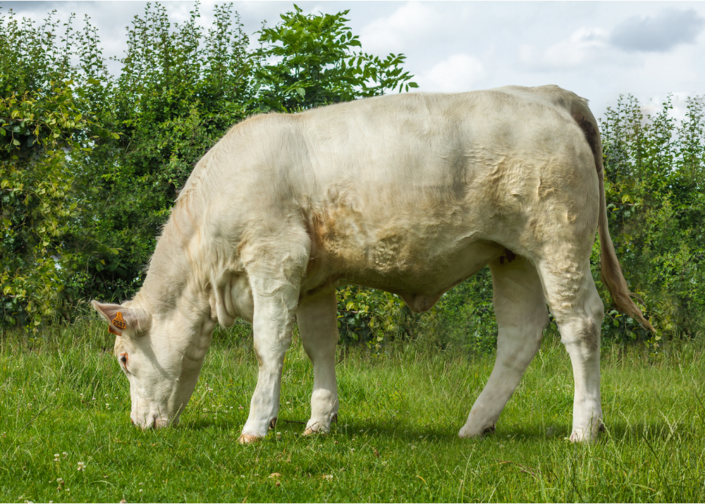 2587, daughter of OR PP - Owner: EARL de la Mare du Bois. Haudricourt (Fr.)