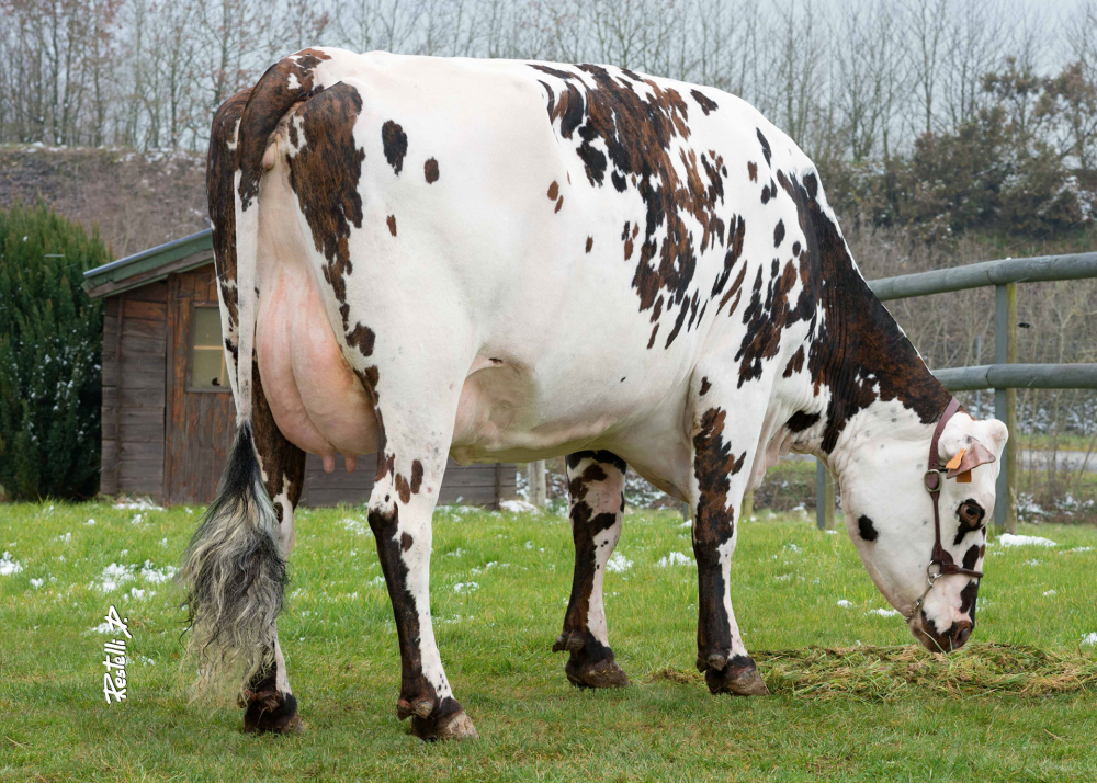 Justice - Hija de GLASS - Prop: GAEC De La Pomme D'Or. Gouvets (Fr.)