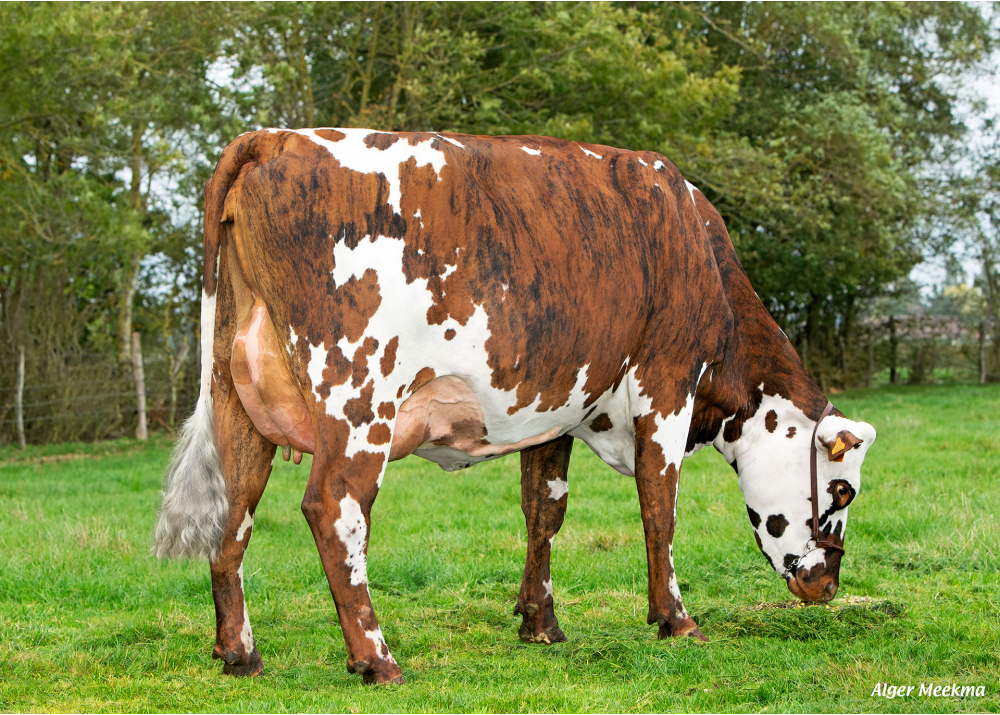 3922 - Daughter of Mille DT - Owner: EARL Debray Jean Pierre, 28. Vaupillon (Fr.)
