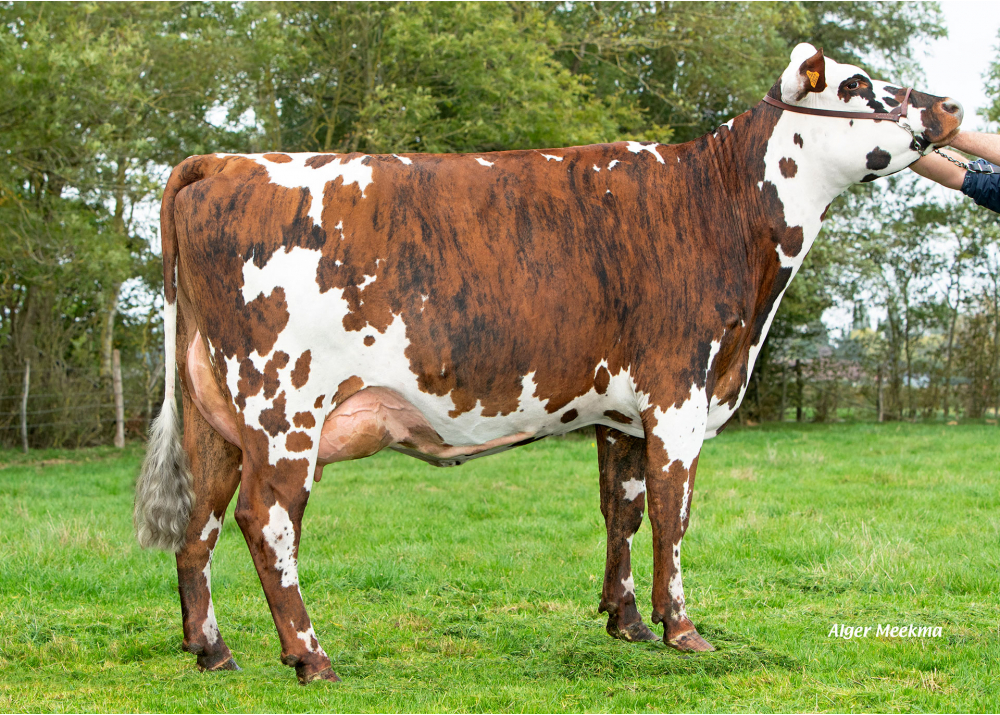 3922 - Daughter of Mille DT - Owner: EARL Debray Jean Pierre, 28. Vaupillon (Fr.)