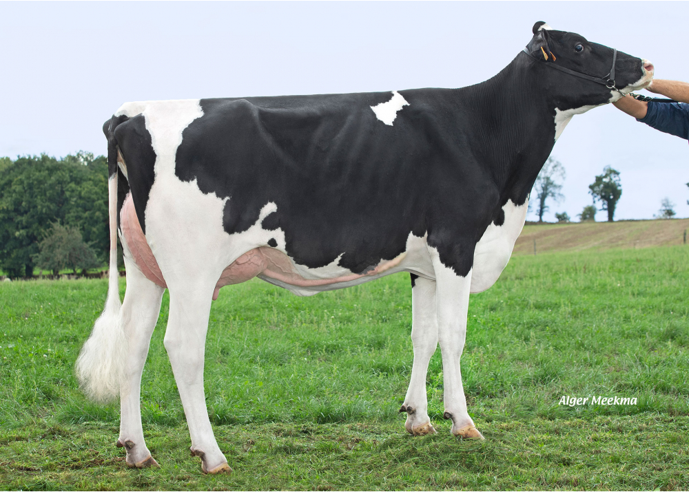 Ramette, daughter of DG MOTROD - Owner: GAEC des Hauts Champs. Rives d’Andaine (Fr.)