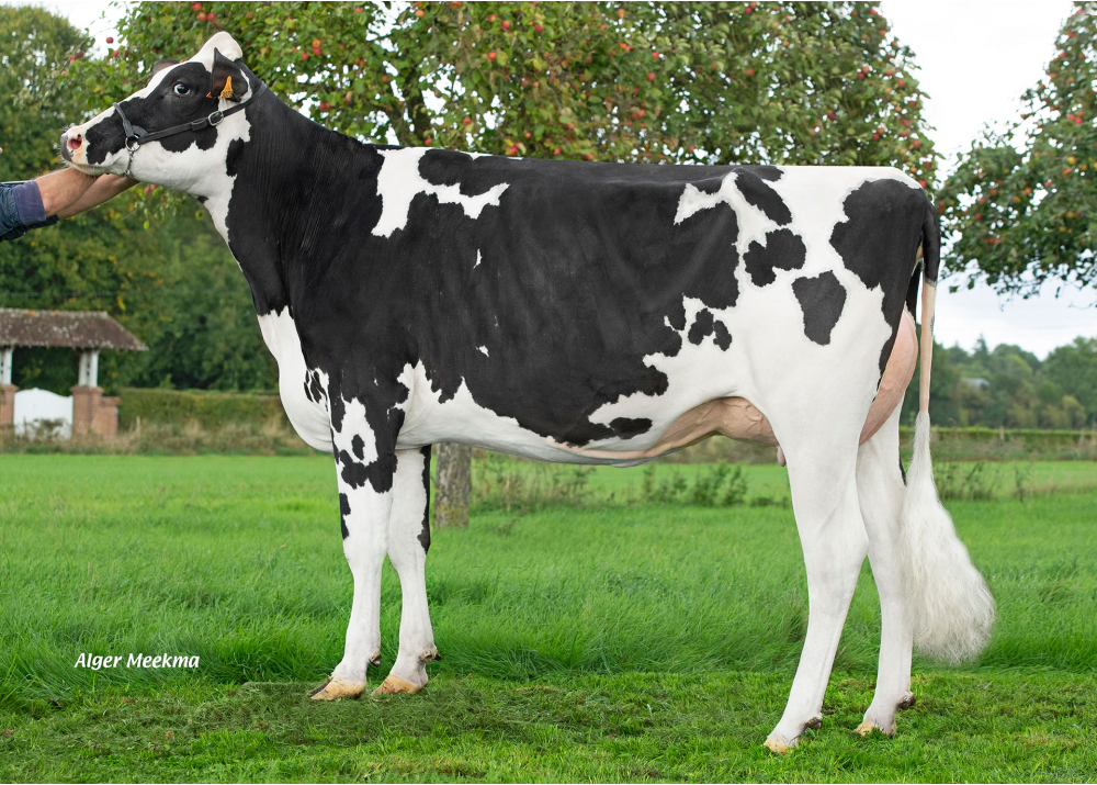 Rhonda, hija de OPTIMUM - Prop: GAEC de la Jugletiere. Anceins (Fr.)
