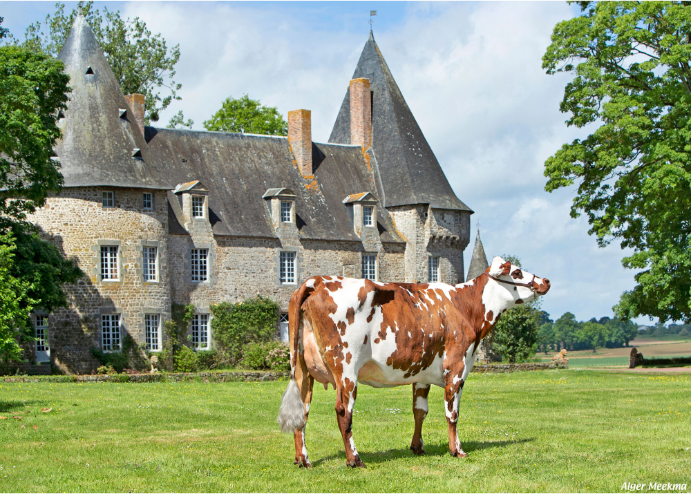 Ombre PBC, fille de LOUMIS - Prop : GAEC de la Petite Basse Cour. Rennes en Grenouille (Fr.)