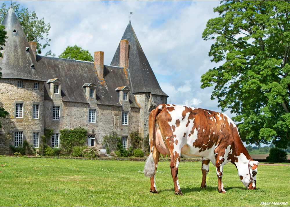 Ombre PBC, fille de LOUMIS - Prop : GAEC de la Petite Basse Cour. Rennes en Grenouille (Fr.)