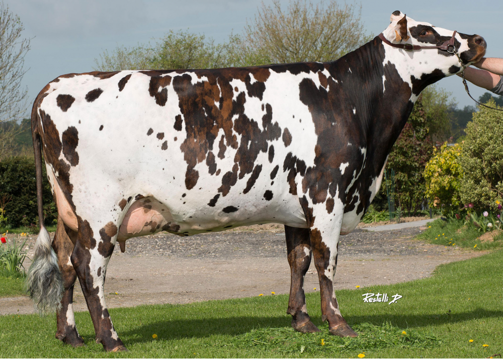 Bainville, madre de Pilier - Prop: GAEC Lebel. Manneville La Pipard (Fr.)