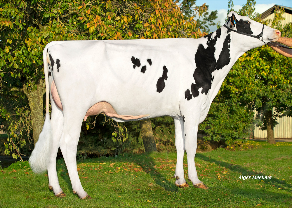 Rockeuse, daughter of OKEN - Owner: GAEC Auguste. Dampierre sous Brou (Fr.)