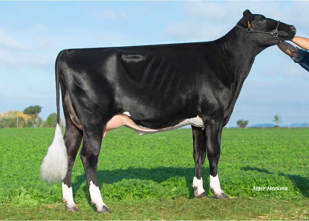 Jarosty, daughter of HARO CAPJ - Owner: GAEC l'Arc en Ciel. Mouchamps (Fr.)