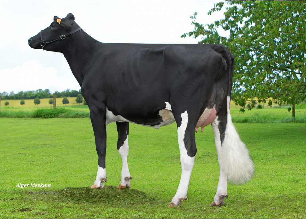 Jura, daughter of HARO CAPJ - Owner: GAEC de la Pierre. Coincourt (54)