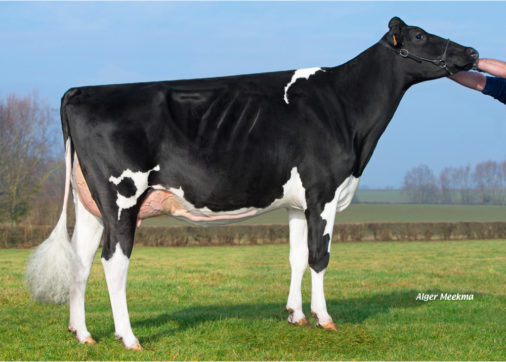 8893, daughter of HARO CAPJ - Owner: EARL Lepoint. Bavay (Fr.)
