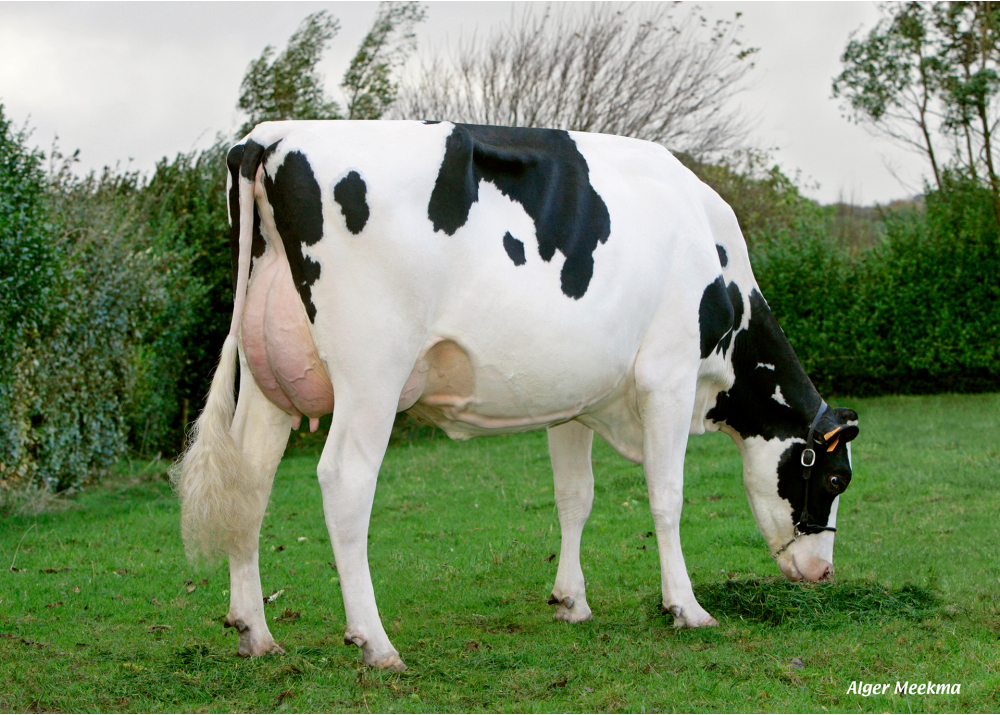 Fleury, dam of HARO CAPJ - Owner: GAEC Cabon. Plourin (Fr.)