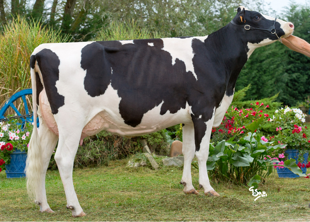 Dragée, grand-mère de HASHLEY