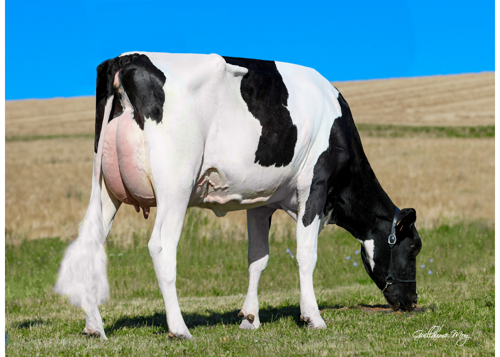Olga, dam of RASTA P - Owner: GAEC de Chichery (Fr.)